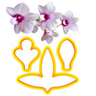 Cutters - Dendrobium Orchid