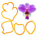 Cutters - Papilionanthe Orchid