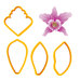 Cutters - Cymbidium Orchid