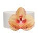 FunCakes Edible Wafer Flowers Deluxe Orchid Golden Brown Medium pk/10