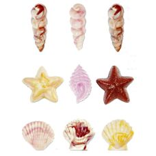 Modeling Molds - Candy mold Seashells
